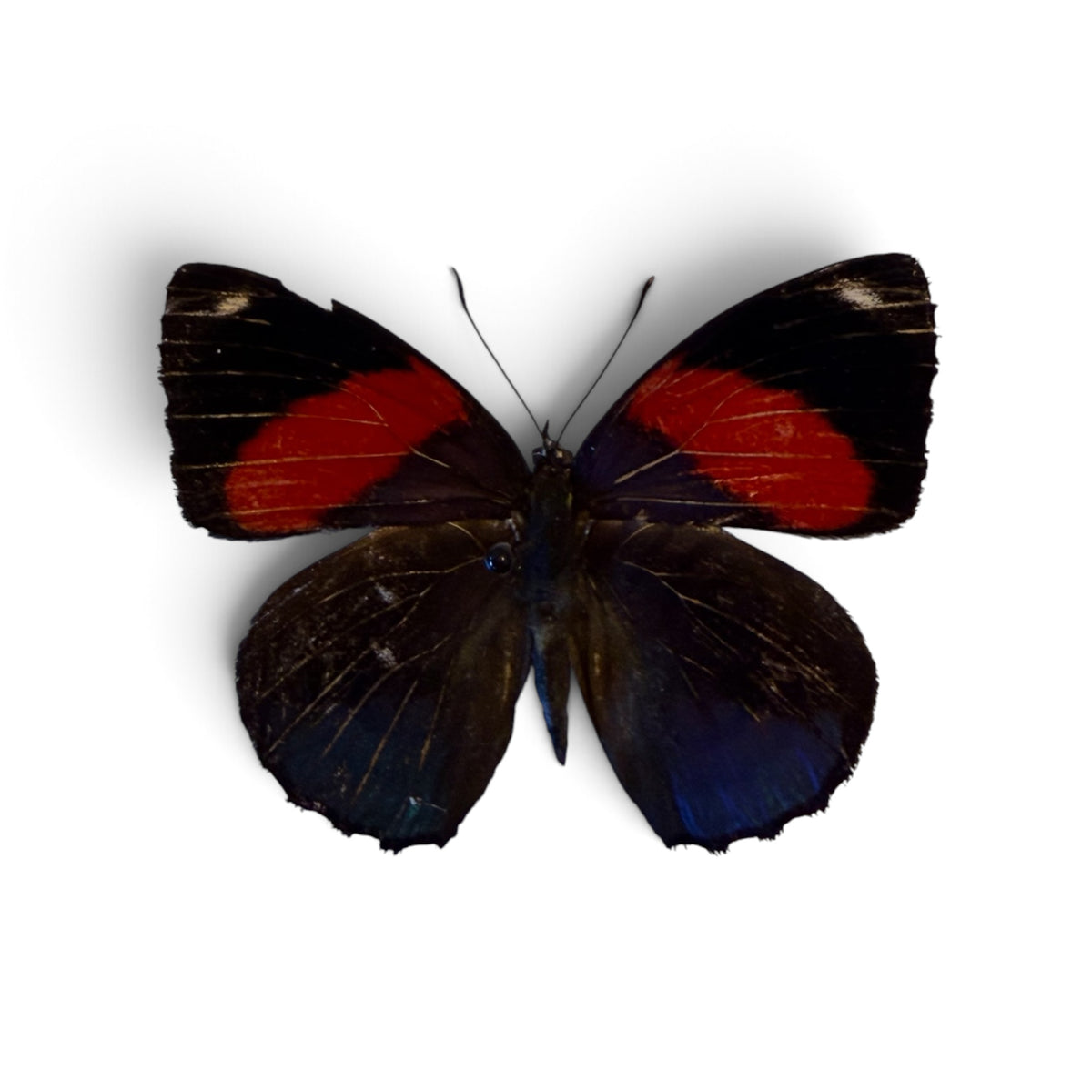 Callicore hystaspes