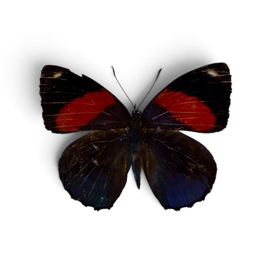 Callicore hystaspes