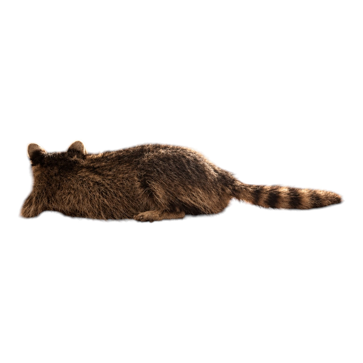 Wasbeer (Procyon lotor) – Opgezet dier | Taxidermie