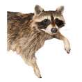 Laad de afbeelding in de galerij, Wasbeer (Procyon lotor) – Opgezet dier | Taxidermie
