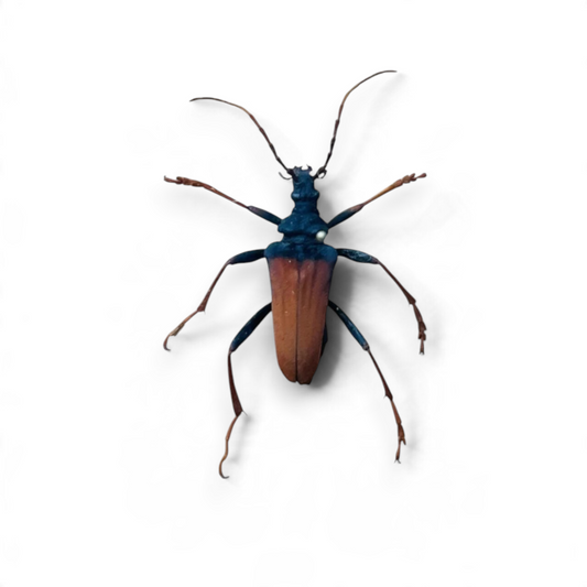 Mastododera Nodicollis