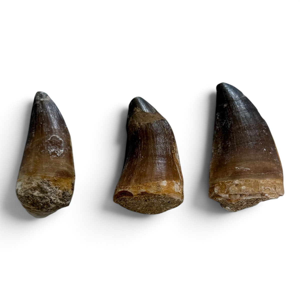 Mosasaurustand – Groot (3,5–4,5 cm)