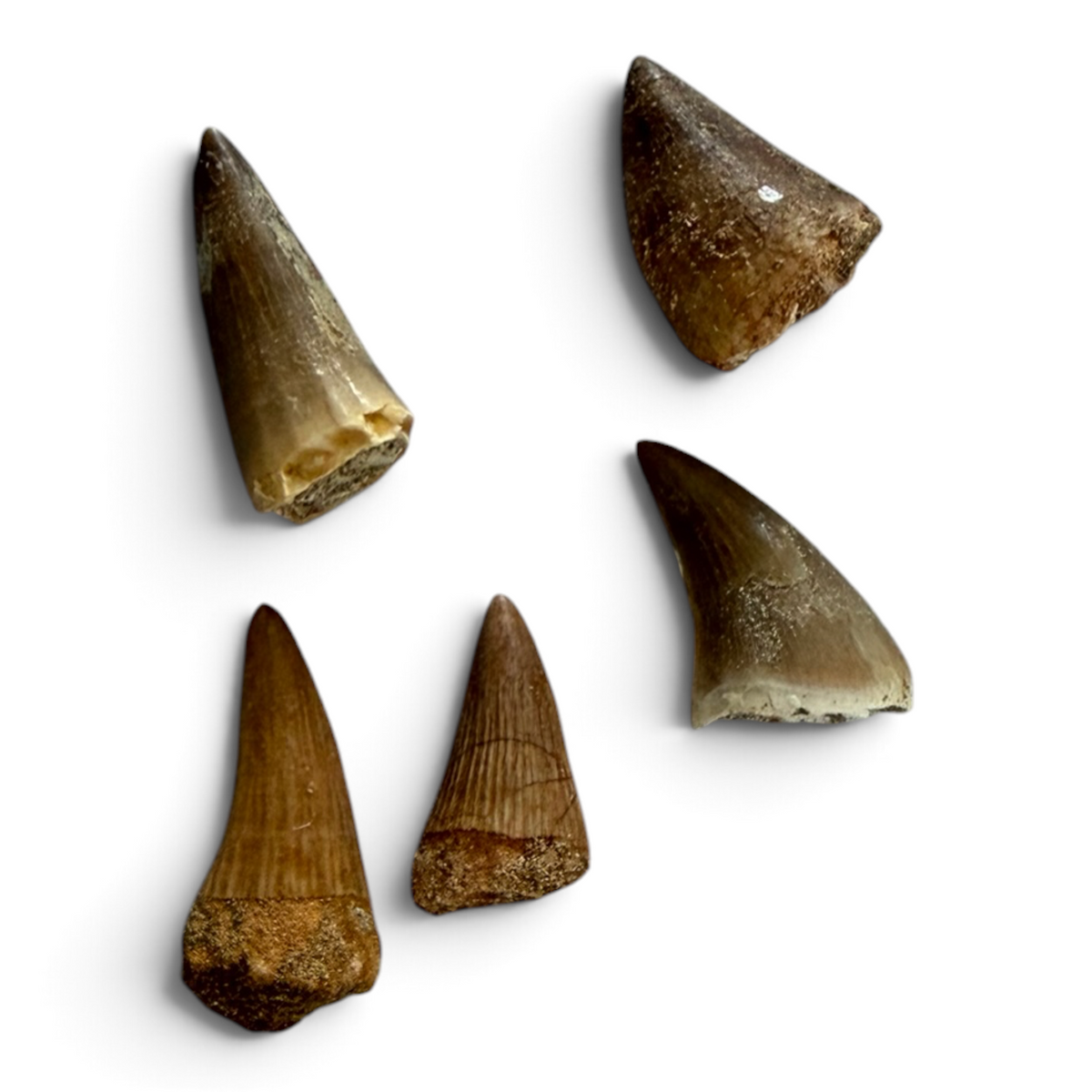 Mosasaurustand – Small (1.5–2.5 cm)