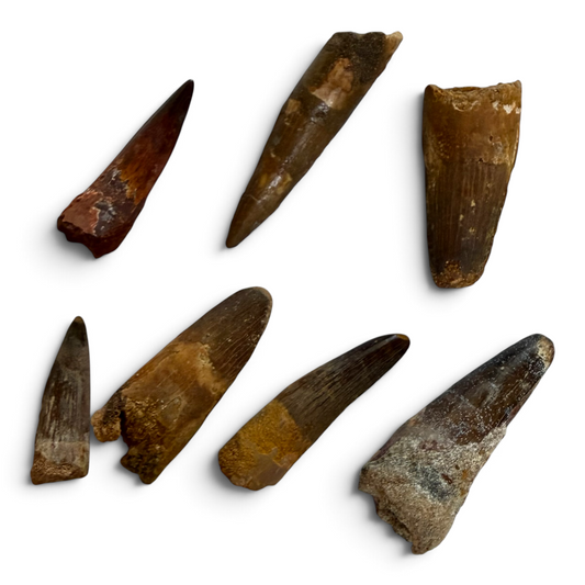 Spinosaurustand – Fossiel (4–6 cm)