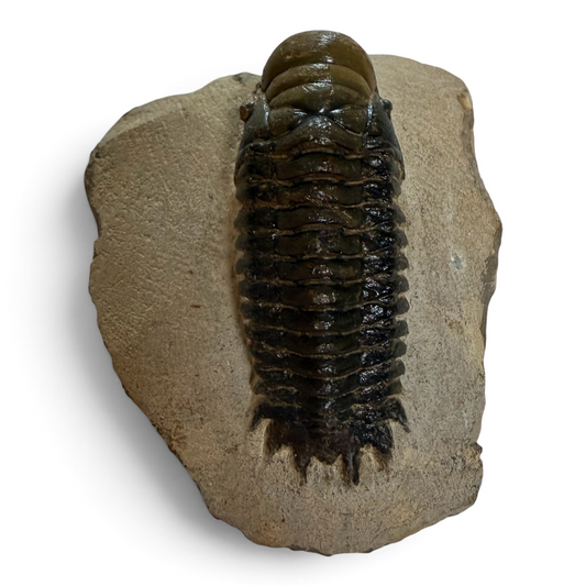 Trilobite in Matrix – 7 cm | No. 01