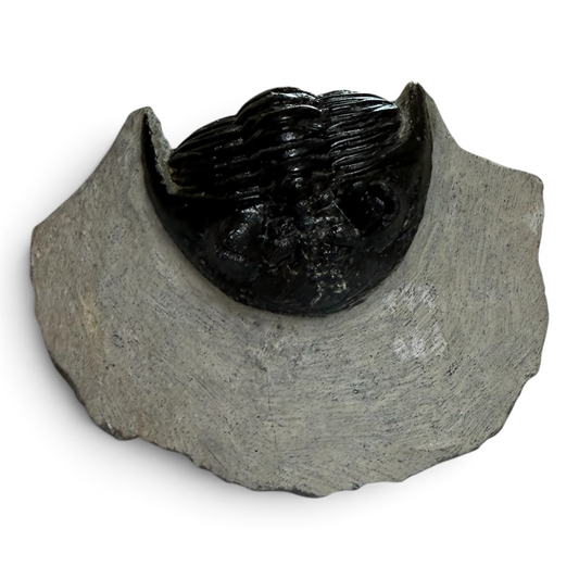 Trilobite in Matrix – 7 × 4 cm | No. 002