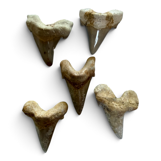 Megalodontand – Fossiele Haaientand (ca. 8 × 6 cm)