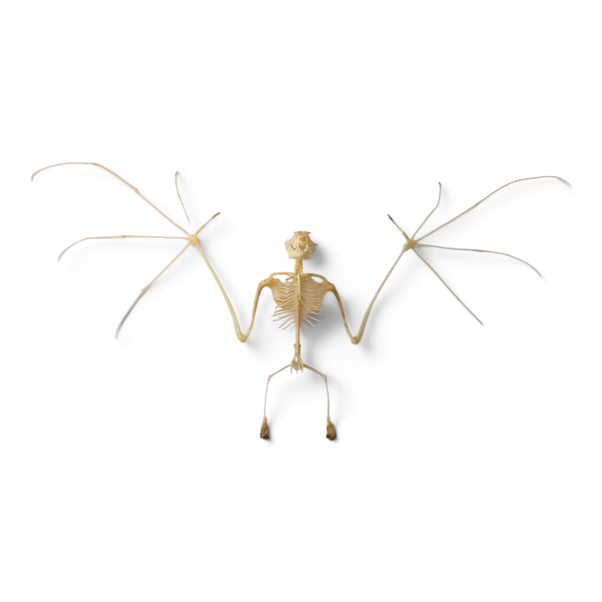 Cynopterus brachyotis – Gespreid vleermuisskelet | 35 cm