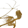Laad de afbeelding in de galerij, Cynopterus brachyotis – Gespreid vleermuisskelet | 35 cm
