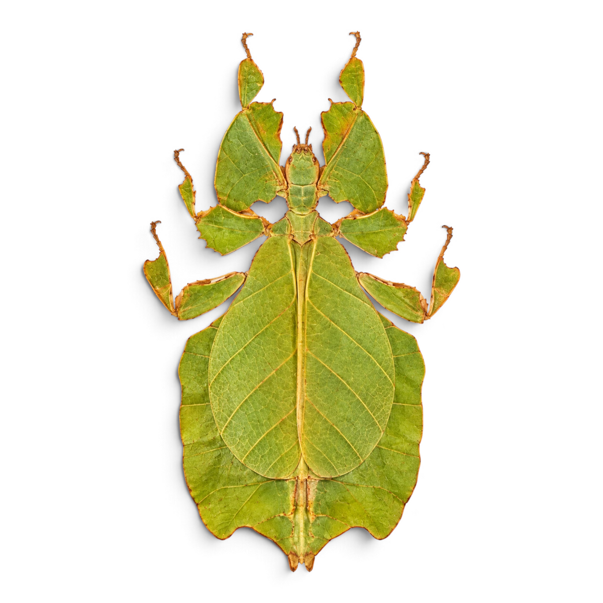 Phyllium bioculatum – Groen wandelend blad | 11 cm