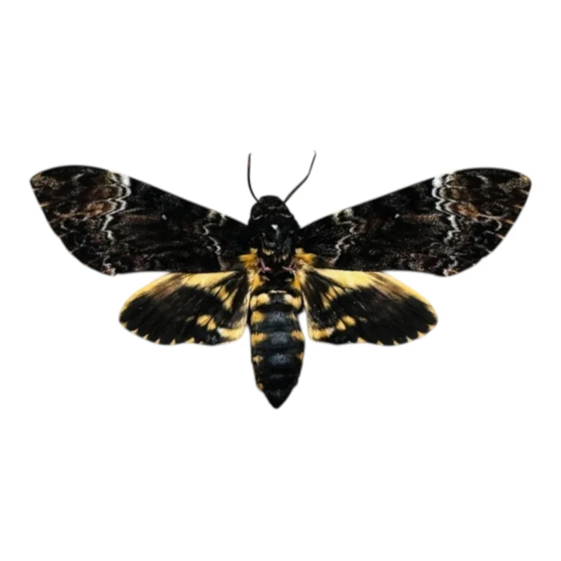 Acherontia Atropos A-