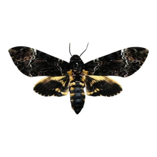 Acherontia Atropos A-