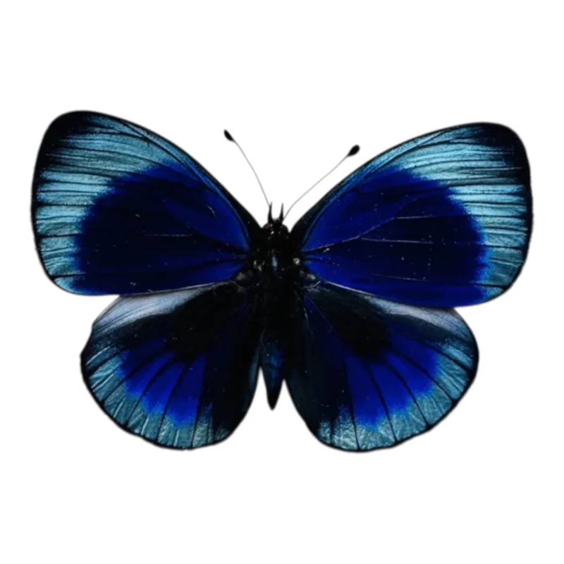 Asterope optima