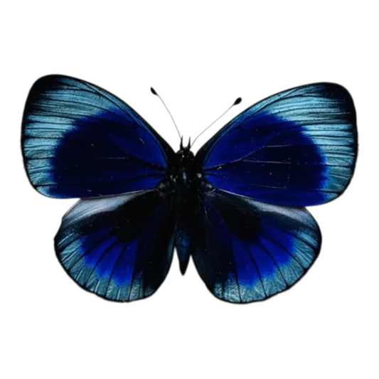 Asterope optima