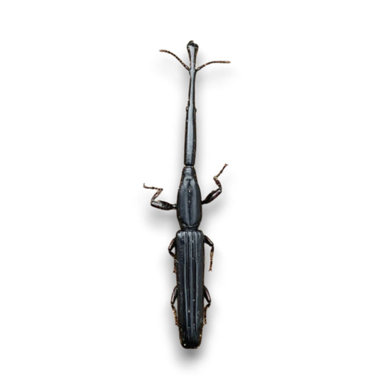 Zetophloeus Pugionatus