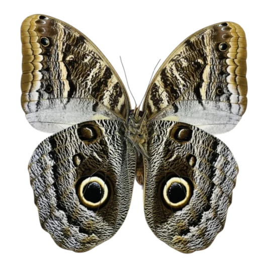 Caligo Ilioneus