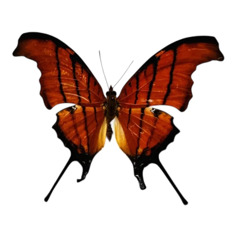 Marpesia Petrius