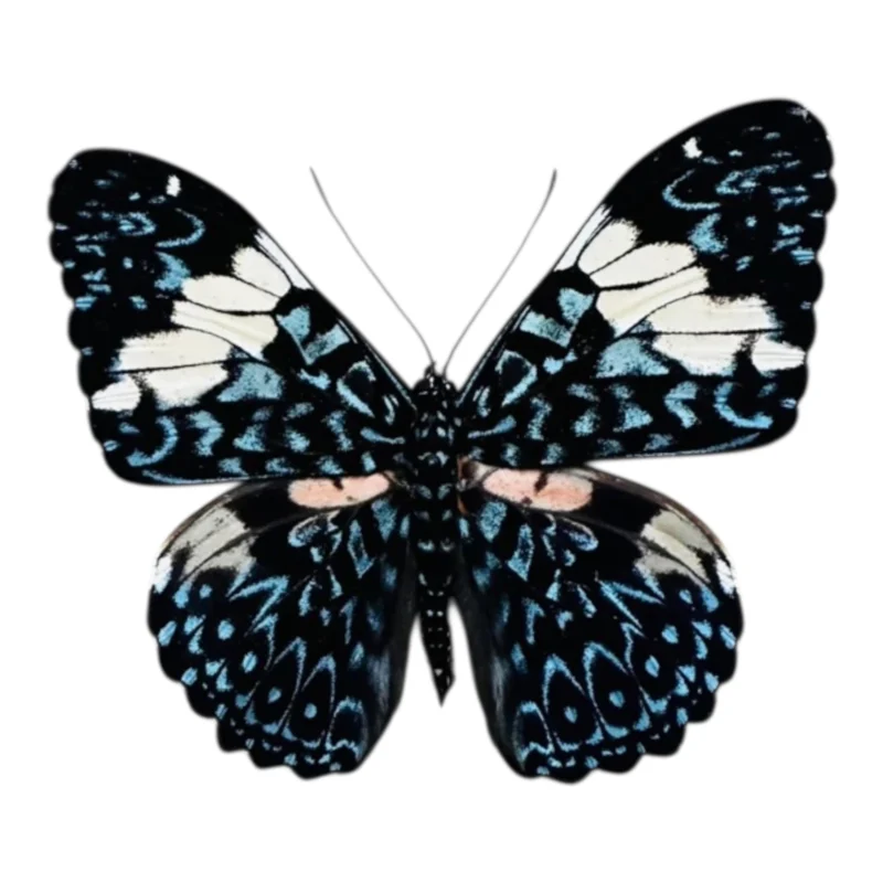 Hamadryas amphinome