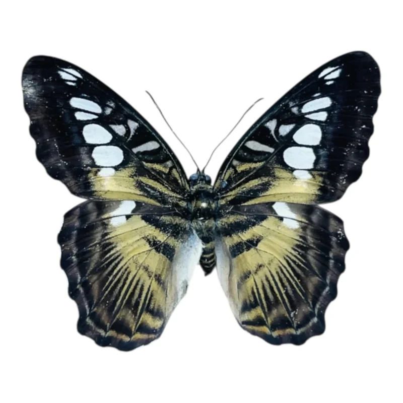 Parthenos Sylvia A-