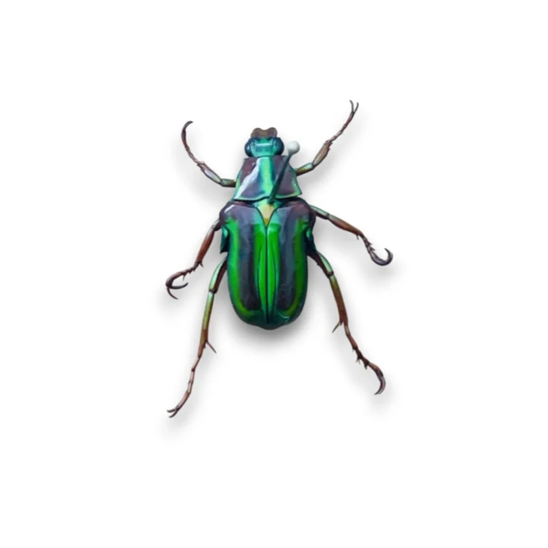 Pygora Lenocinia