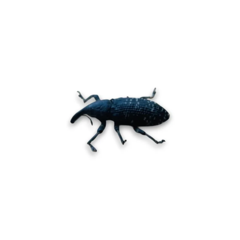 Lixus Tananarivensis