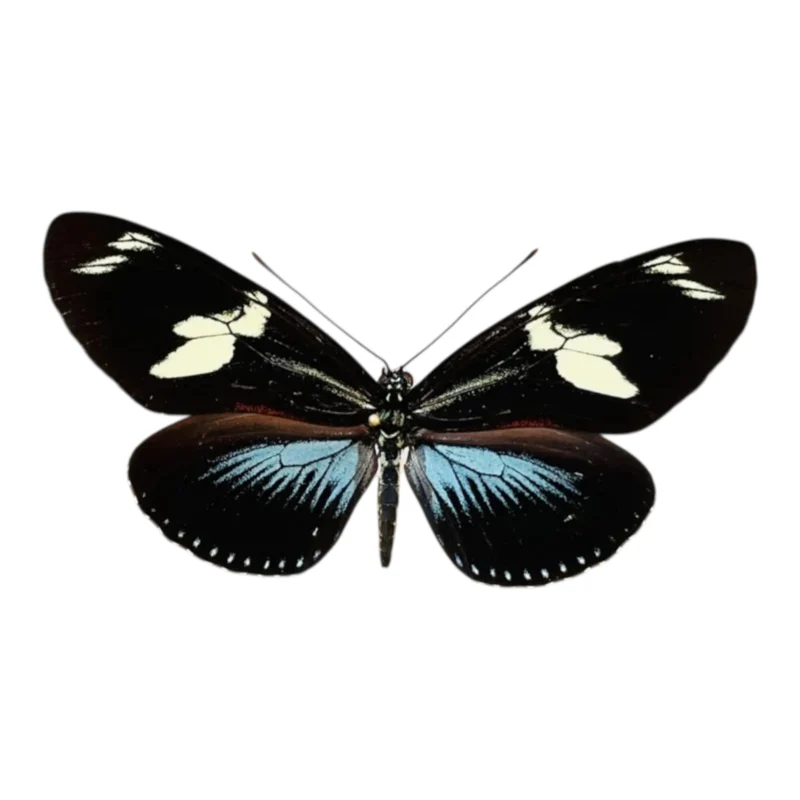 Heliconius Doris Azul