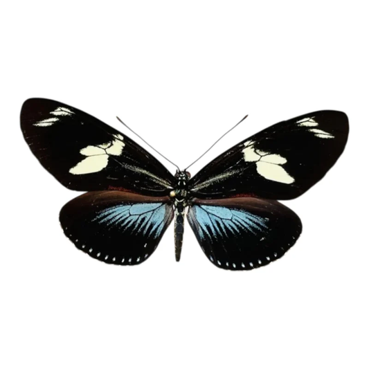 Heliconius Doris Blau