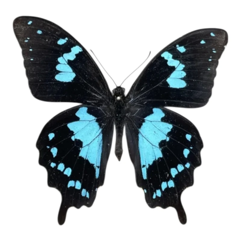 Papilio Oribazus