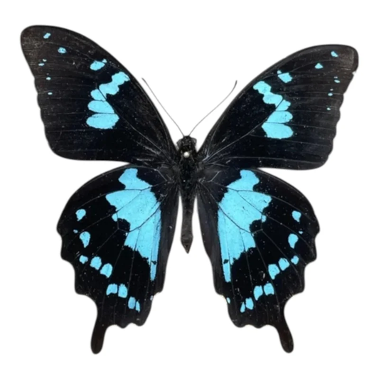 Papilio Oribazus