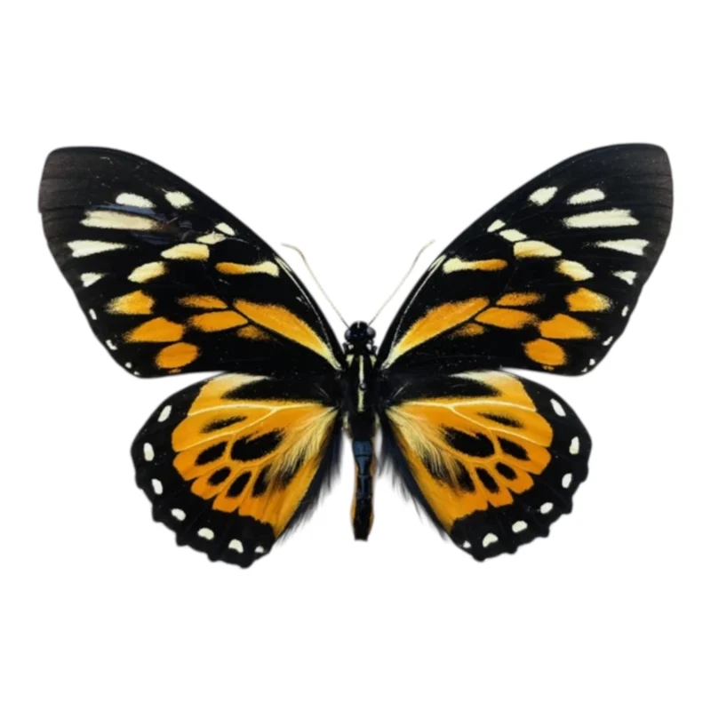 Papilio Zagreus