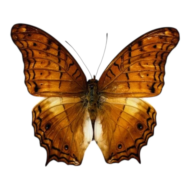 Vindula dejone