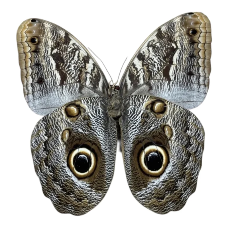 Caligo Telamonius