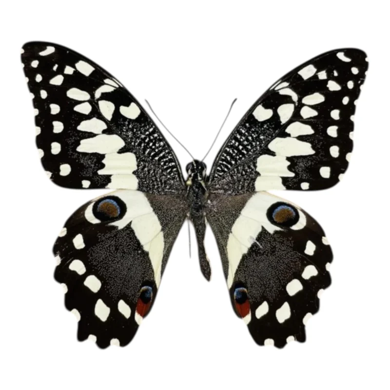 Papilio Demodocus