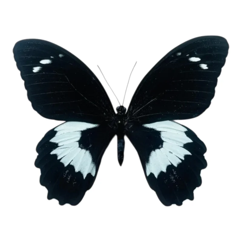 Papilio Gambrisius