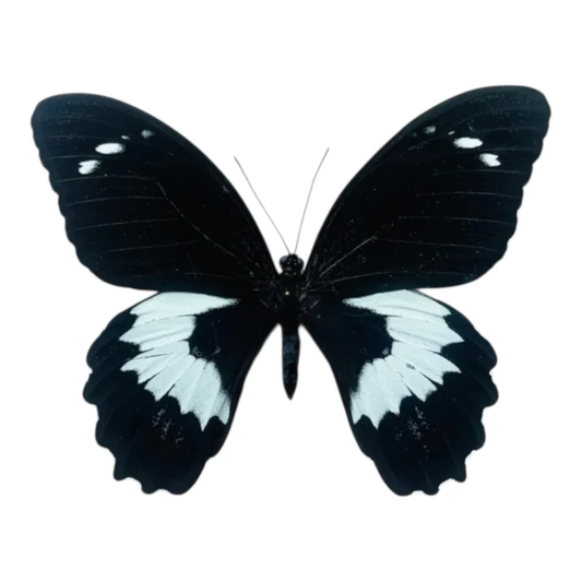Papilio Gambrisius