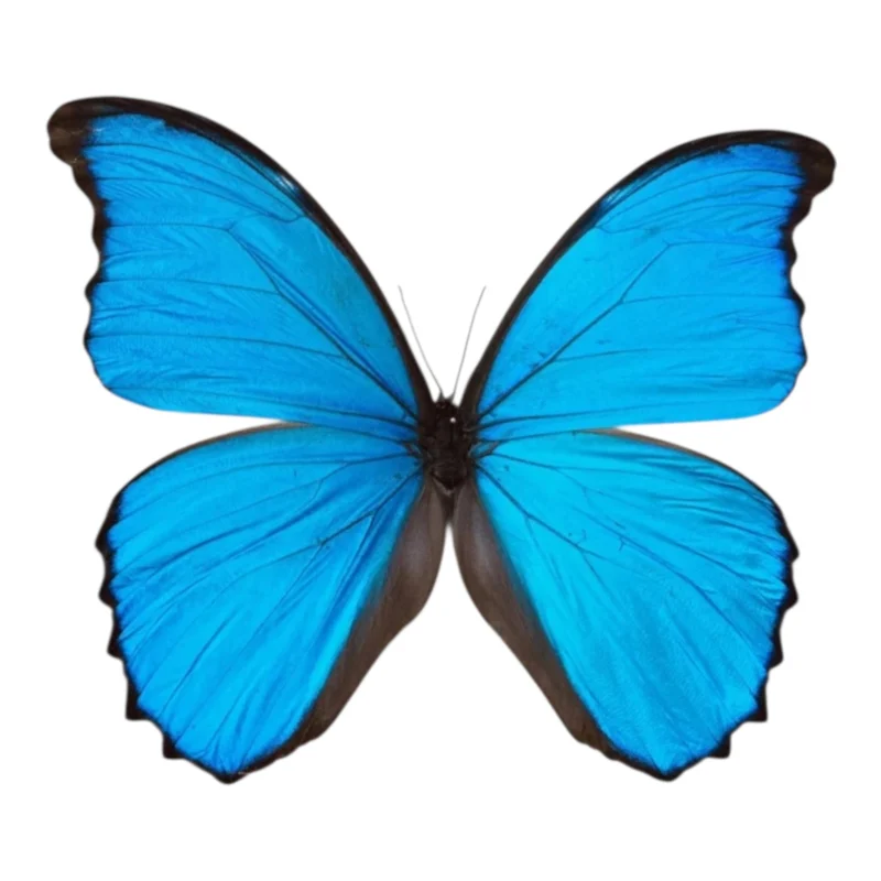 Morpho Didius