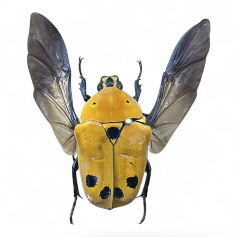 Euchroea Auripimenta