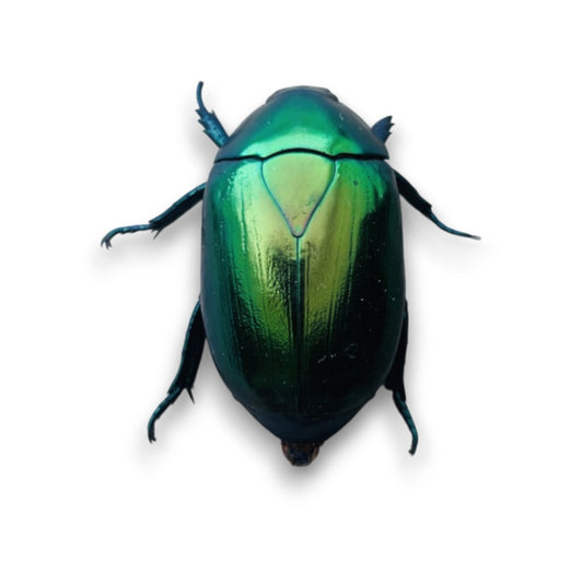Rutelinae sp.
