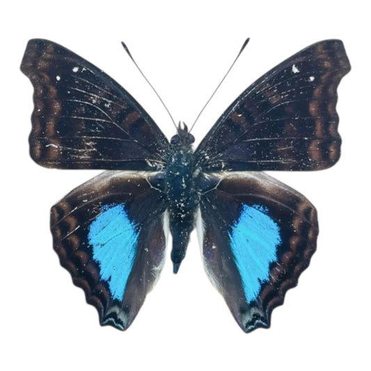 Doxocopa Cyane