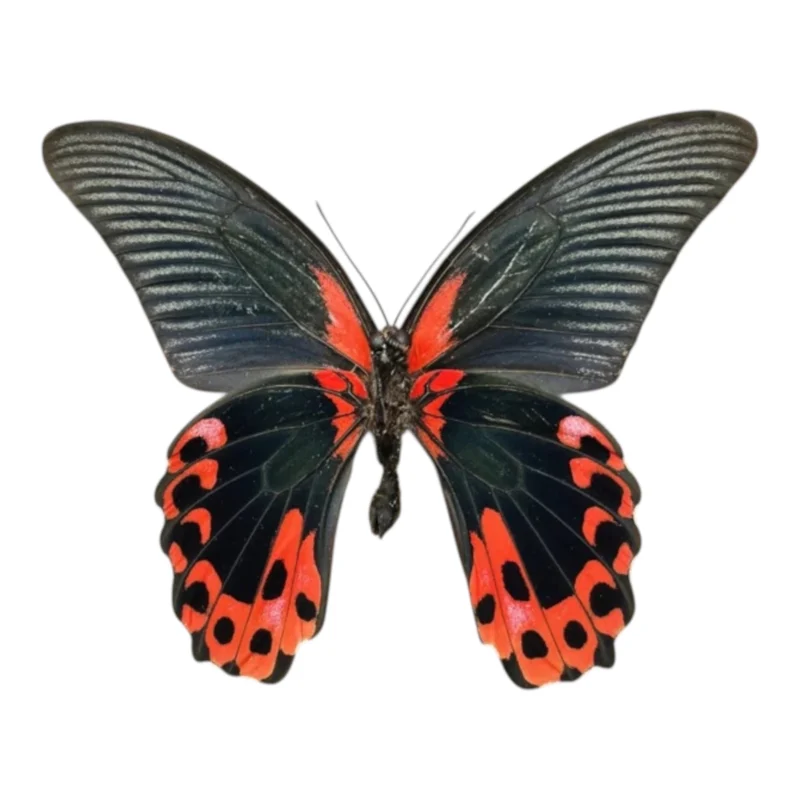 Papilio Rumanzovia