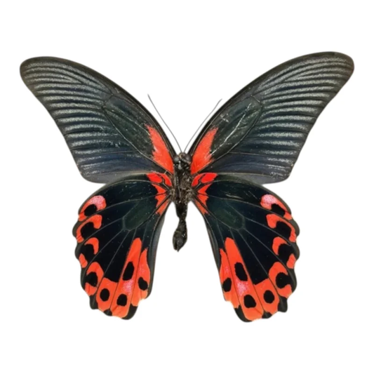 Papilio Rumanzovia