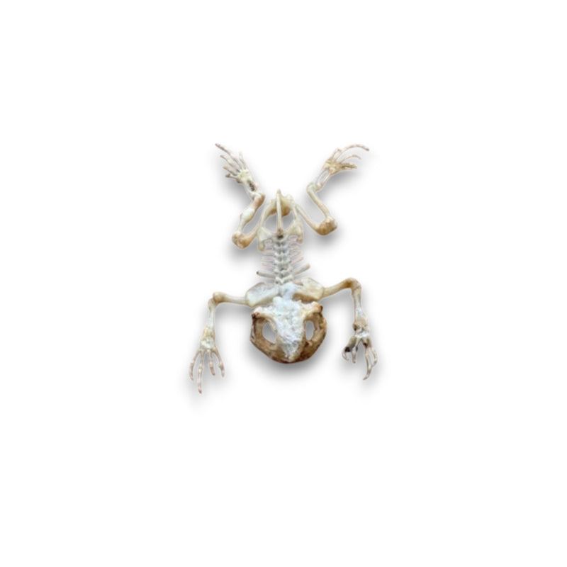 Duttaphrynus melanostictus