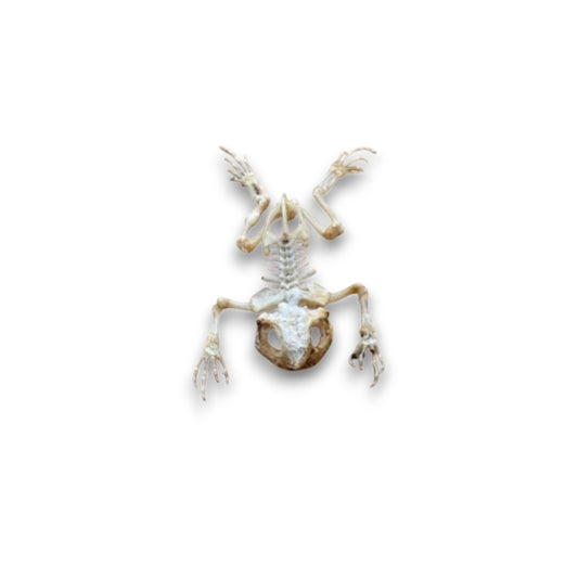 Duttaphrynus melanostictus