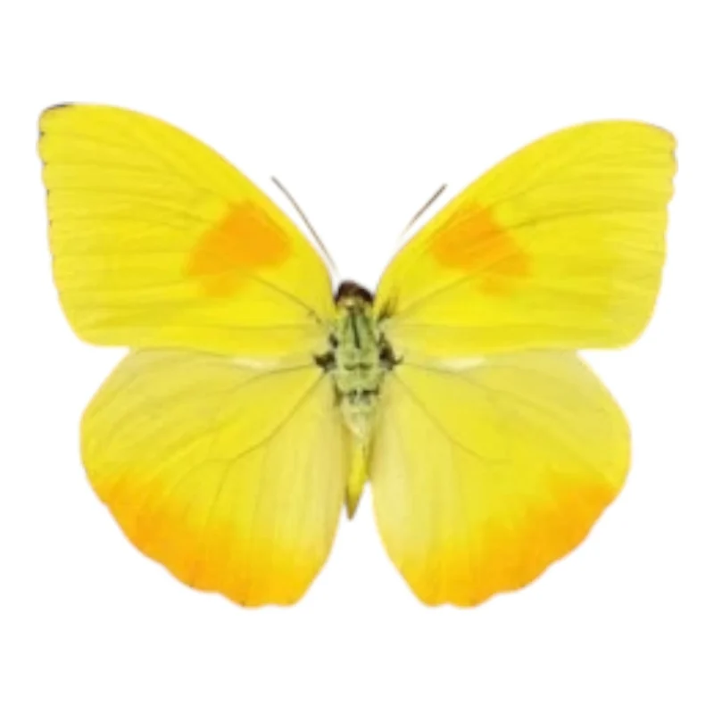 Phoebis Philea
