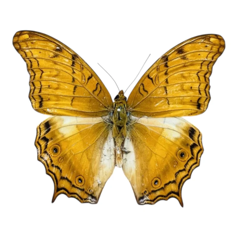 Vindula Erota