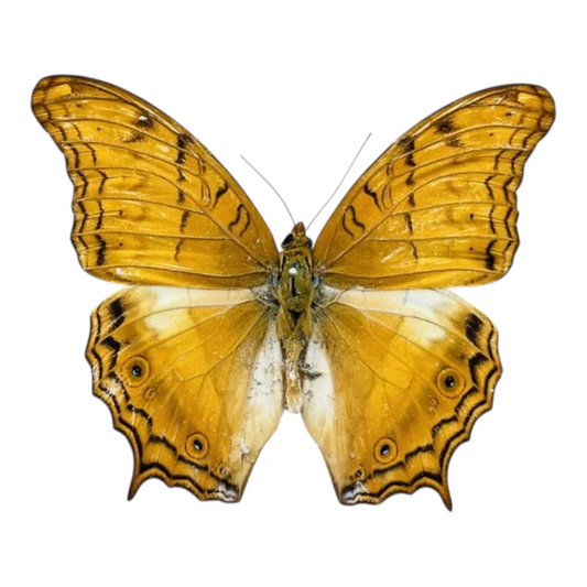 Vindula Erota