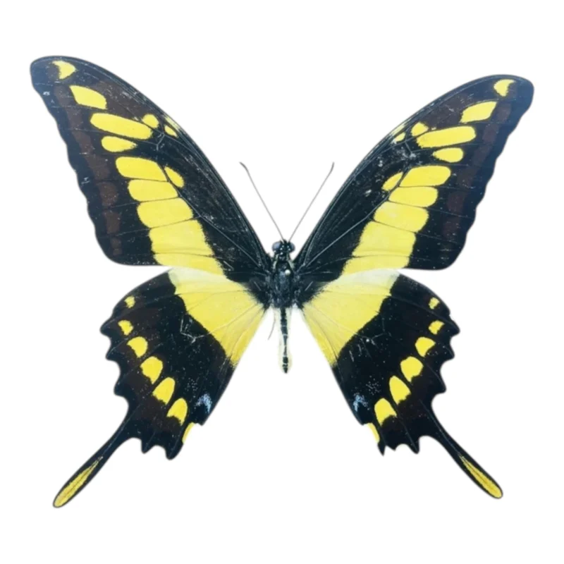 Papilio Thoas