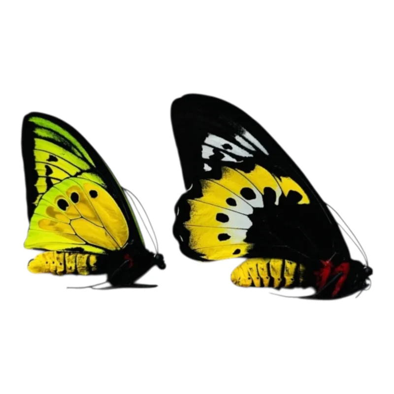 Ornithoptera Goliath female!!!