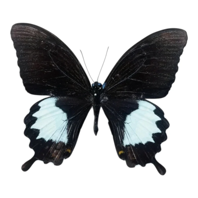 Papilio Albinus A-