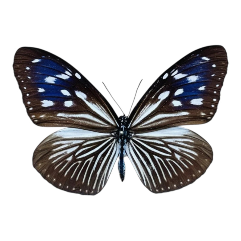 Euploea Mulciber female